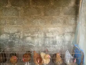 Chicken (Noiler)