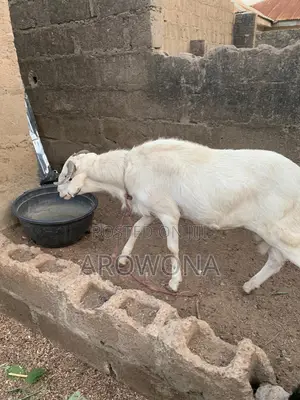 Health Ram for Sale