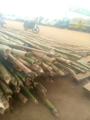 H Thick Bamboo