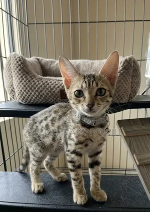1-3 months Female Purebred Savannah