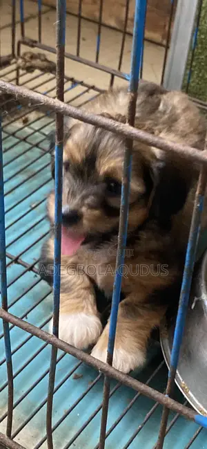 1-3 months Female Purebred Lhasa Apso