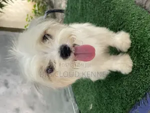 1+ year Female Purebred Lhasa Apso