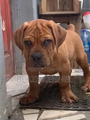 1-3 months Male Purebred Boerboel