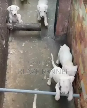 1-3 months Female Purebred Dogo Argentino