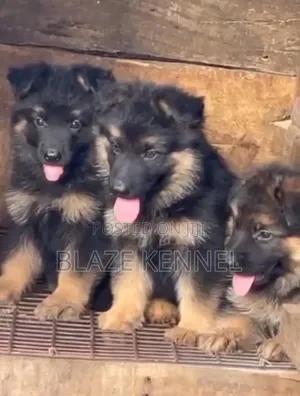 1-3 months Female Purebred German Shepherd