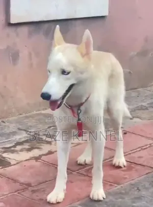 1+ year Male Purebred Siberian Husky