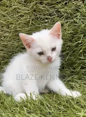 1-3 months Male Purebred Turkish Angora