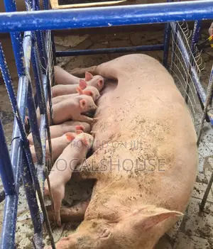 Animal Husbandry