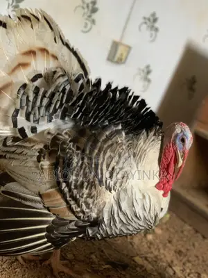 Turkey For Sell