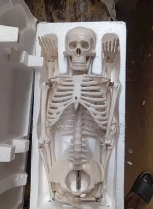Miniature Human Skeleton