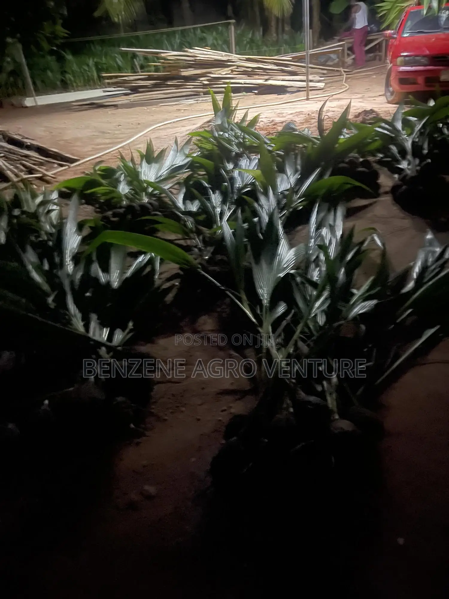 Hybrid Dwarf Coconut Seedling