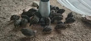 Point of Lay Quail for Sale (Coturnix) Japanese