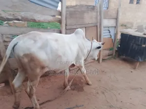 Healthy Cow