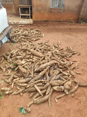 Cassava Tuber