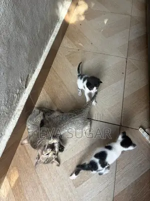 0-1 month Female Mixed Breed Tabby