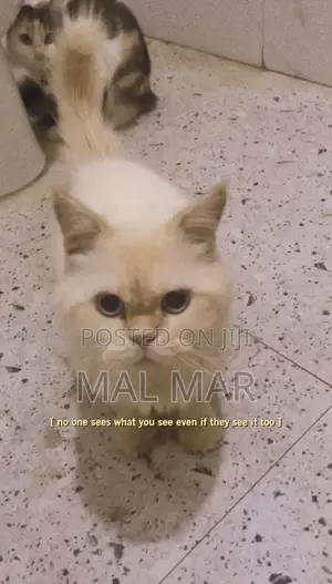 1+ year Male Purebred Persian