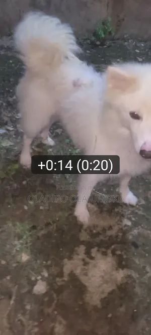 1+ year Male Purebred American Eskimo