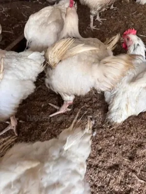 Chickennnnn