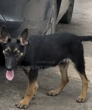 3-6 months Male Purebred German Shepherd