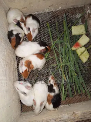 Guinea Pigs for Sale