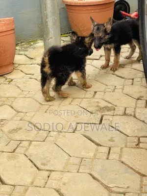 1-3 months Male Purebred German Shepherd