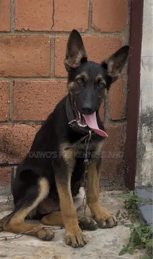 3-6 months Male Purebred German Shepherd