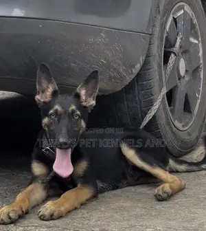 3-6 months Male Purebred German Shepherd