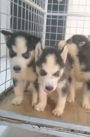1-3 months Male Purebred Siberian Husky