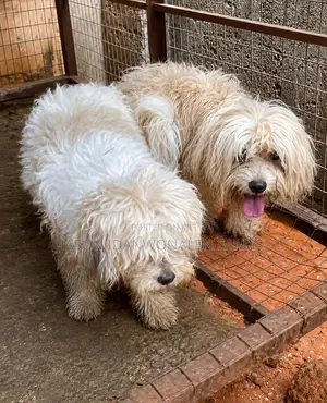 1+ Year Male Purebred Lhasa Apso