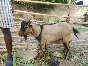 Goat For Sale