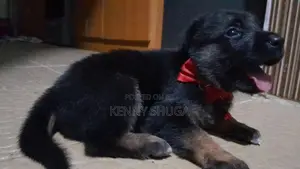 1-3 months Male Mixed Breed German Shepherd