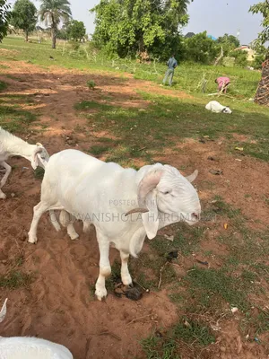 Big White Ram