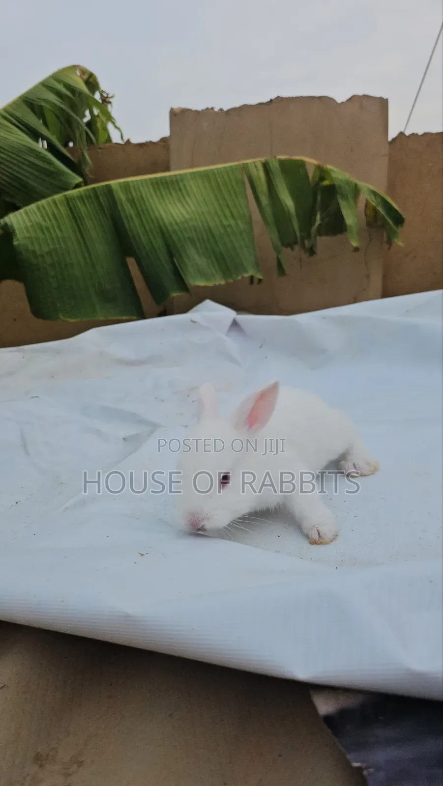 Rabbit Pets