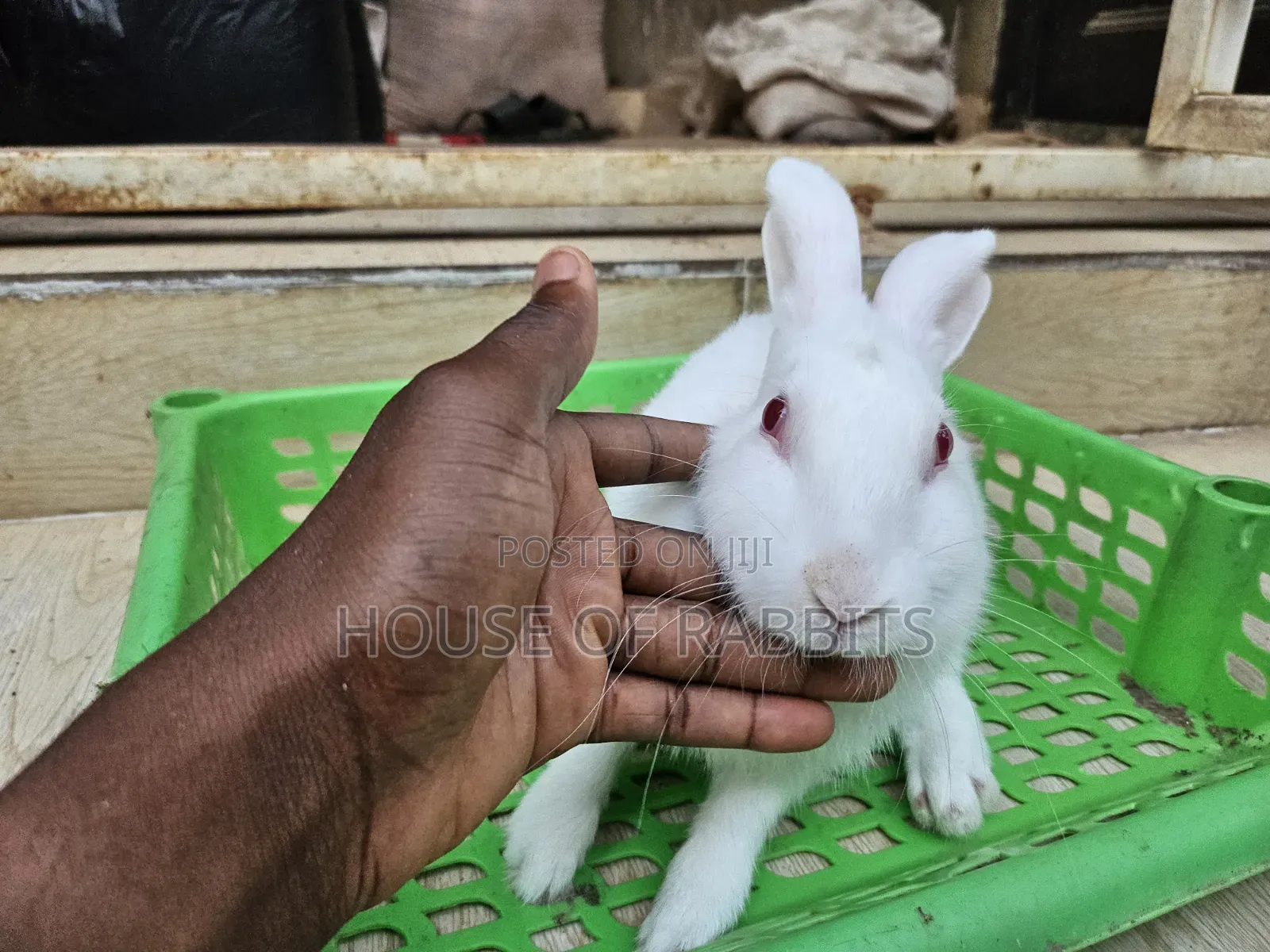 Rabbit Pets