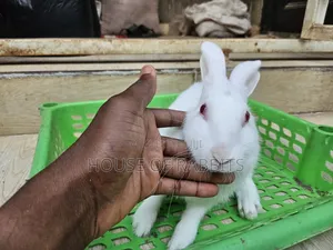 Rabbit Pets