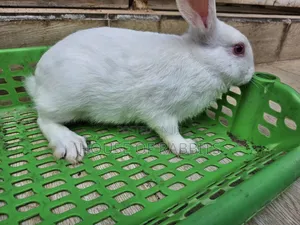 Rabbit Pets