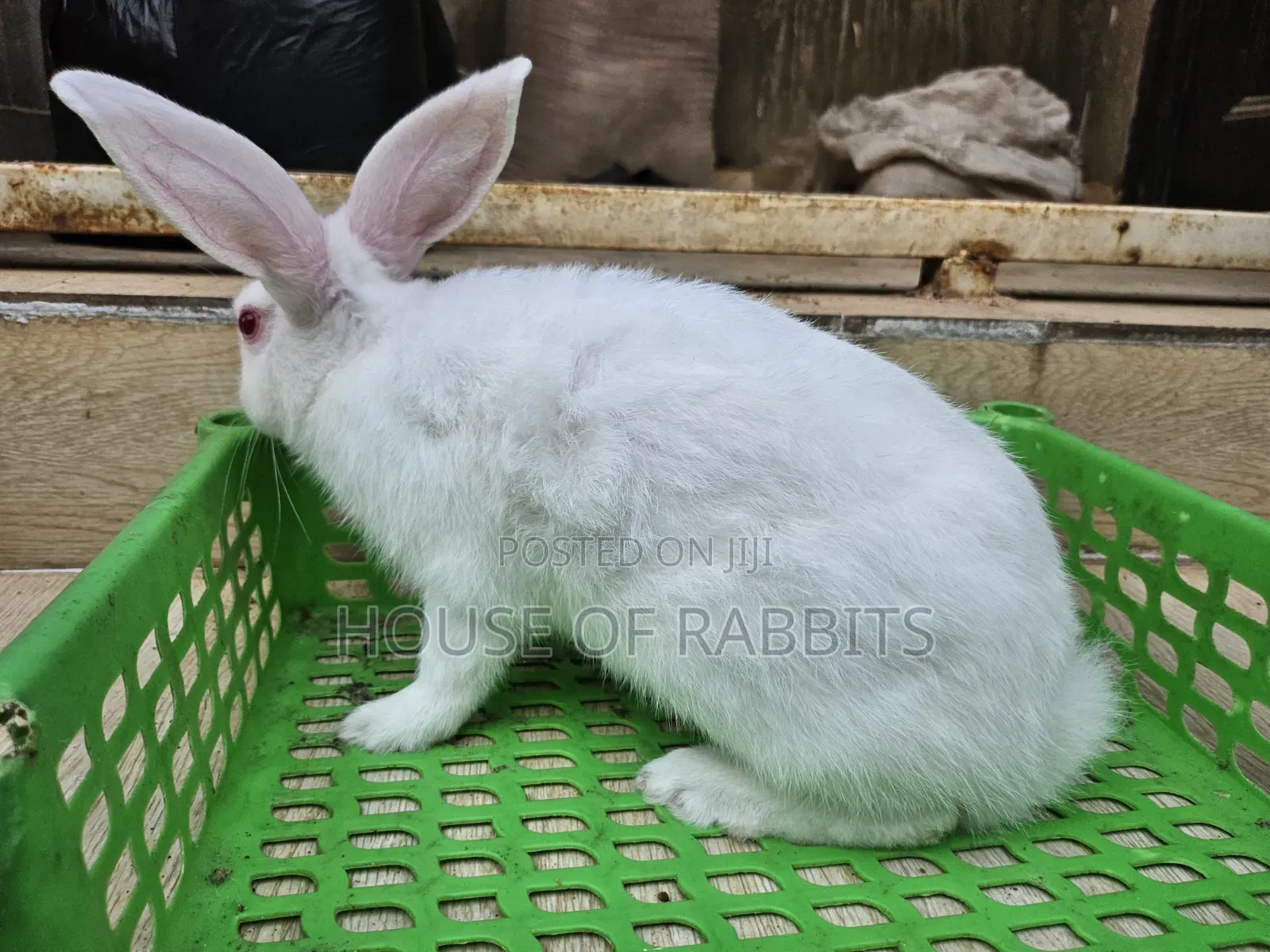 Rabbit Pets