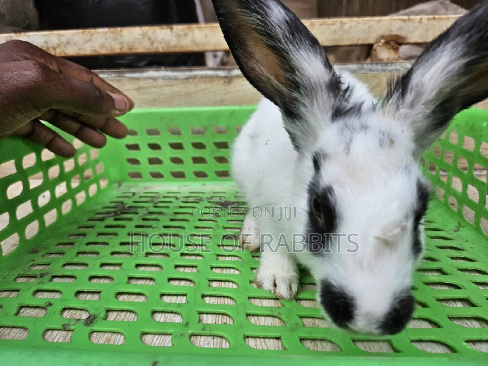 Rabbit Pets