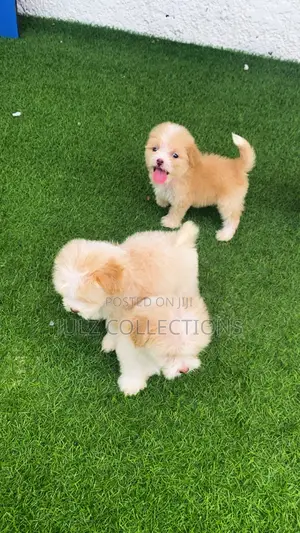 1-3 months Female Purebred Lhasa Apso