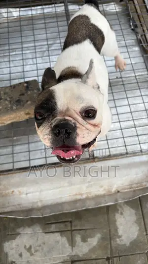 6-12 months Female Purebred French Bulldog