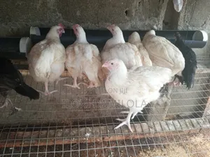 Life Broilers Chicken