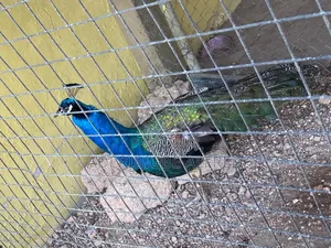 Peacock and Other Wildlife