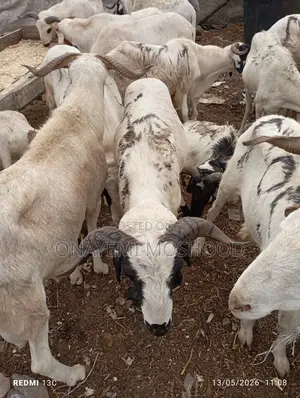 Ileya Rams Available