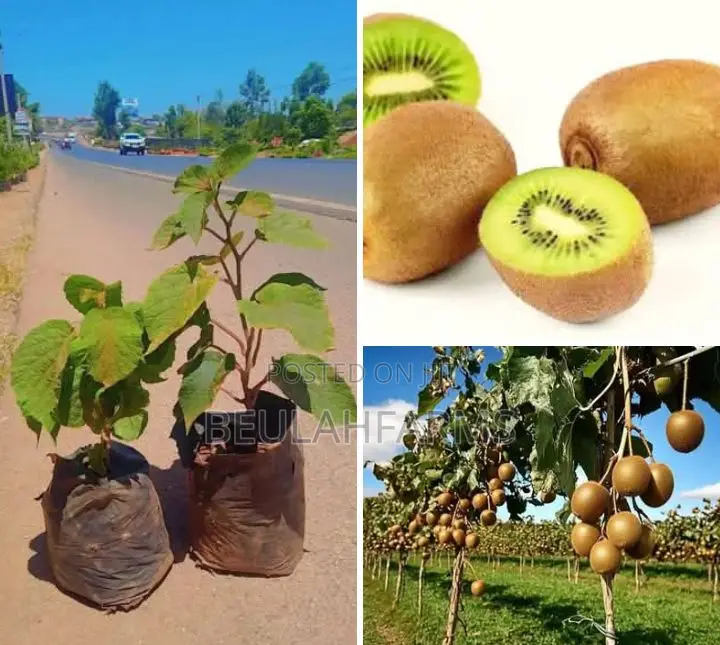 Kiwi, Blackberry, Black Currant Seedlings Available