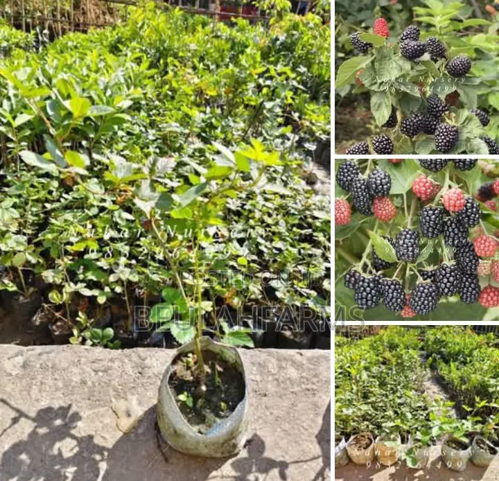 Kiwi, Blackberry, Black Currant Seedlings Available