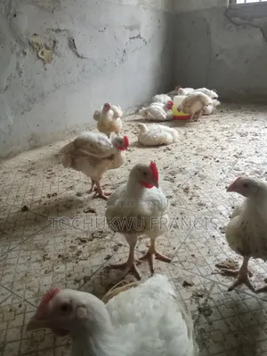 Broilers Chicken
