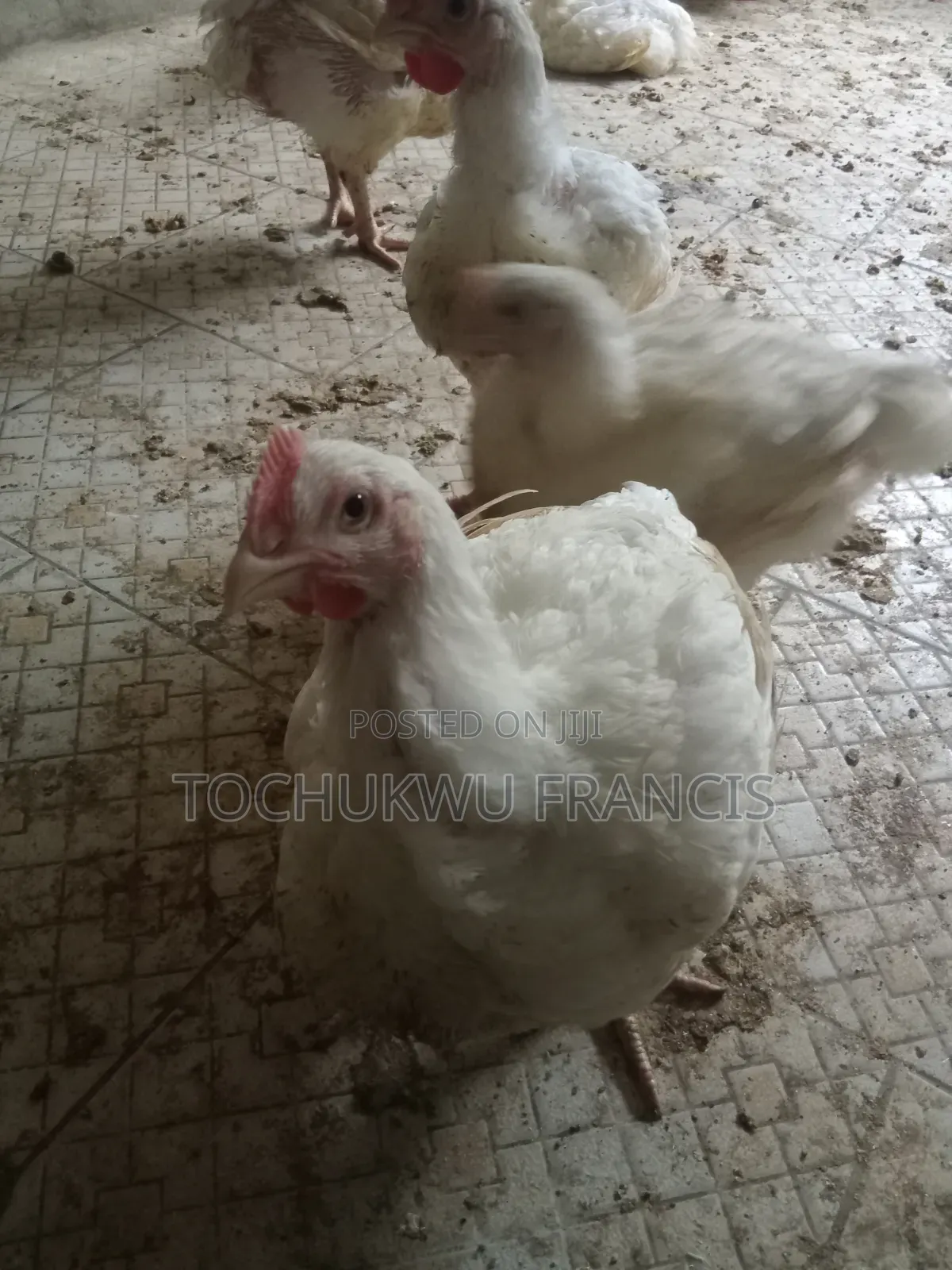 Broilers Chicken