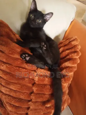 1-3 months Female Purebred American Wirehair