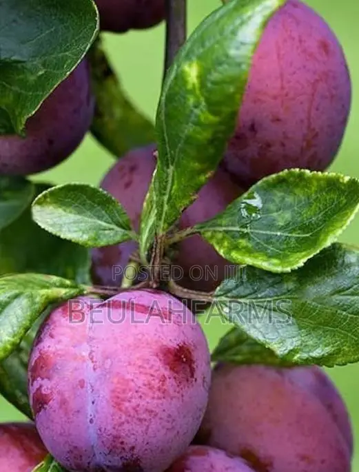 Peach, American Sweet Cherry, Plum Seedlings Available