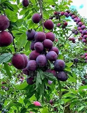 Peach, American Sweet Cherry, Plum Seedlings Available